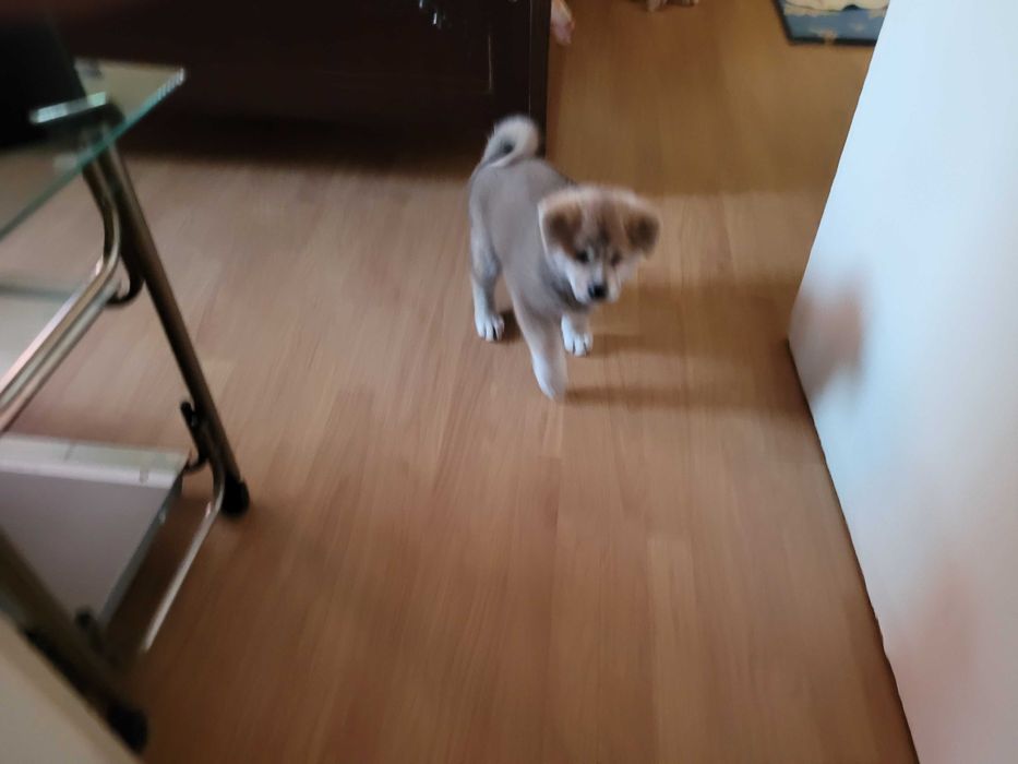 Продавам японска Акита ину