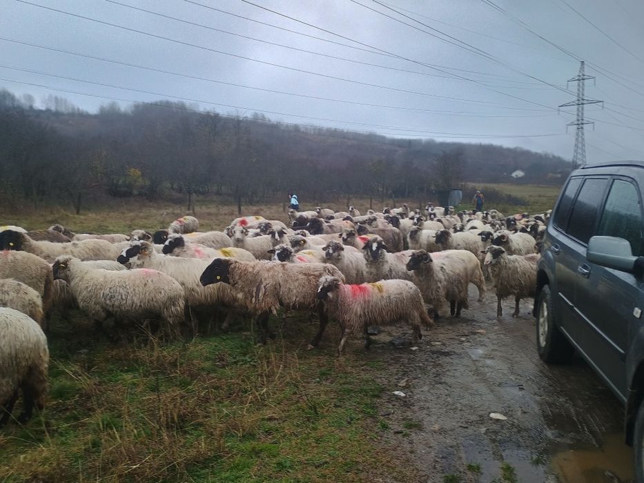 Oi de vânzare 30 de oi și un berbec