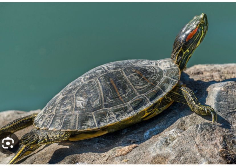 Красноухая черепаха, домашняя и классная