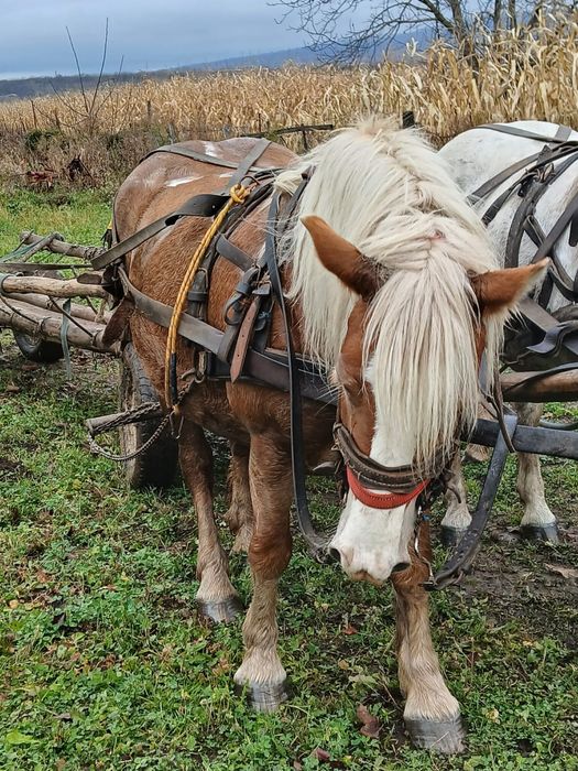 Vand iapa cu vârstă de 4 ani si gestanta