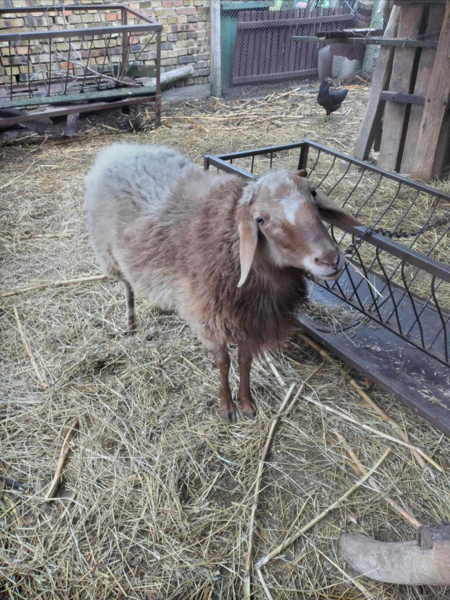 Продавам овен в село Иново