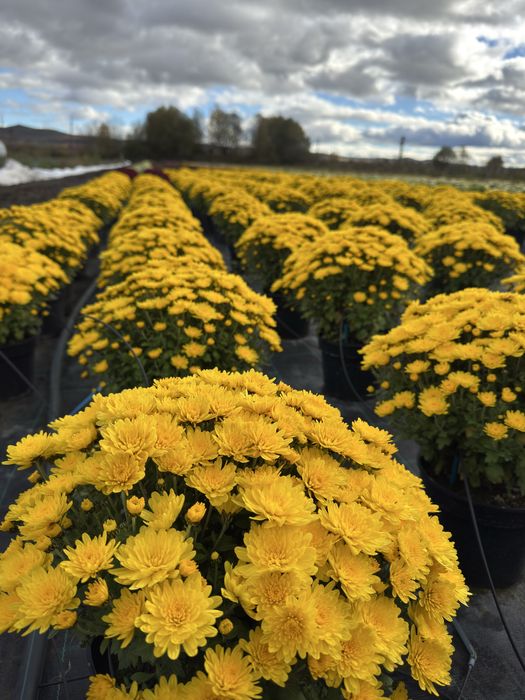 Crizanteme EnGros/Angro de Vanzare