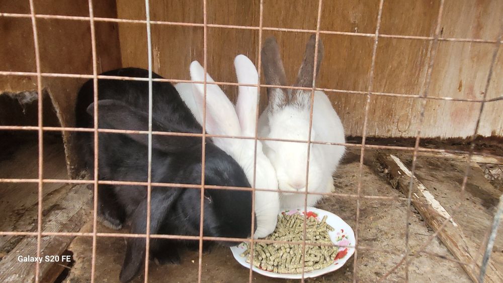 Quyon sotiladi sog'lom. Hali bolalamagan