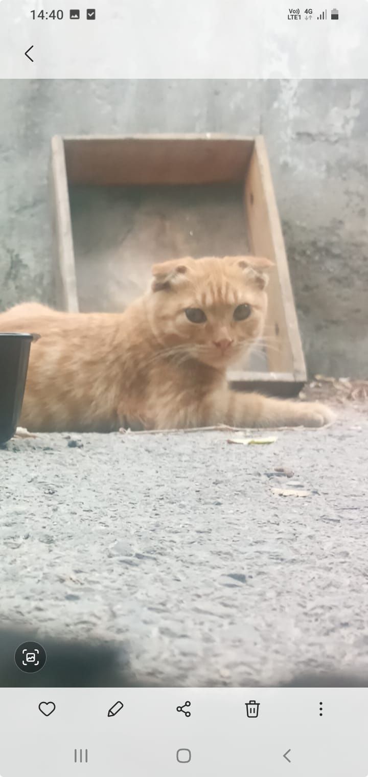 Кошечки и котятки ждут любящих хозяев