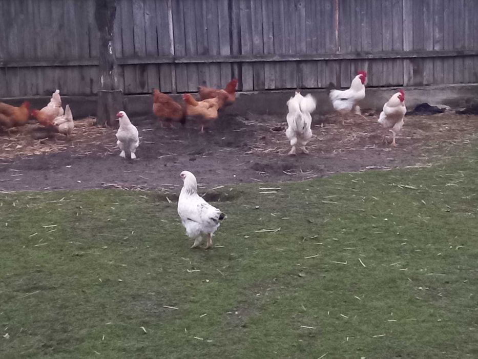 Vand cocosi IN VIU de 5 luni