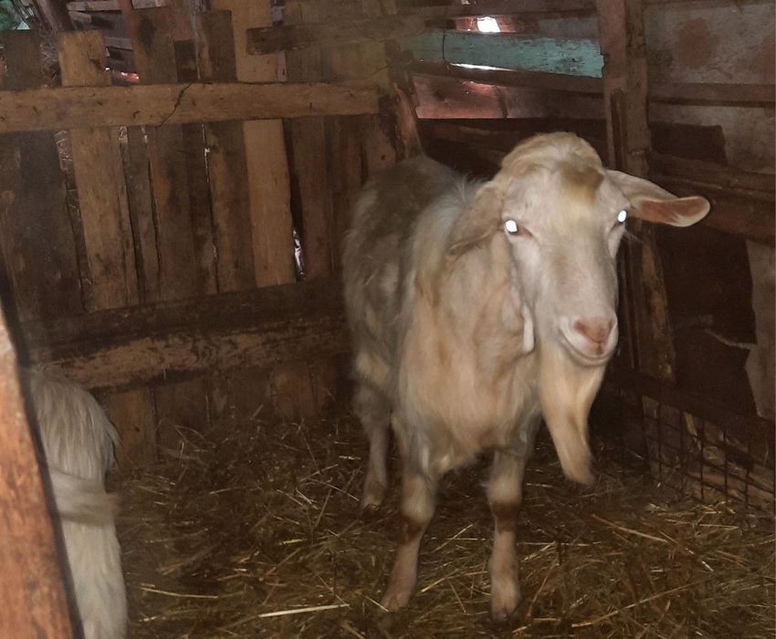 Vând țap de anul trecut