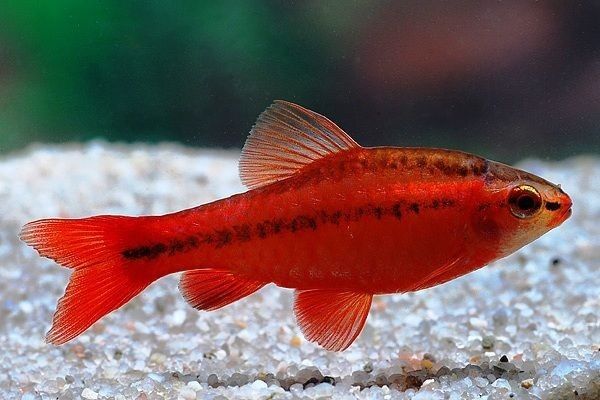 Барбус красный рыбка