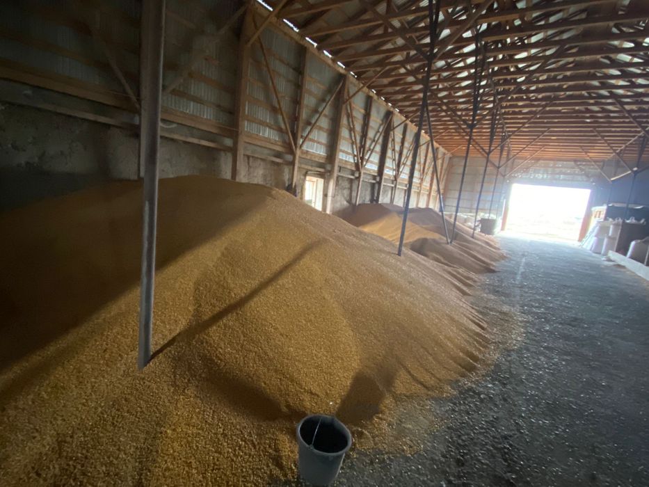 Porumb boabe recolata 2025, 70 de tone