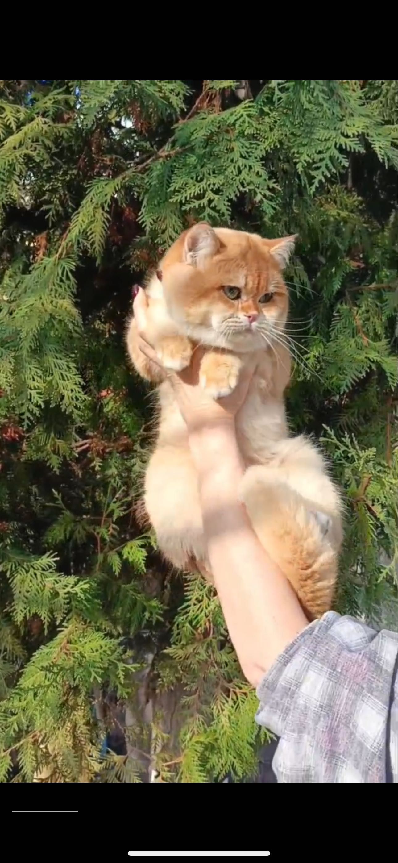 Вязка, кот класса: SHOW (ЗРЕЛИЩЕ)