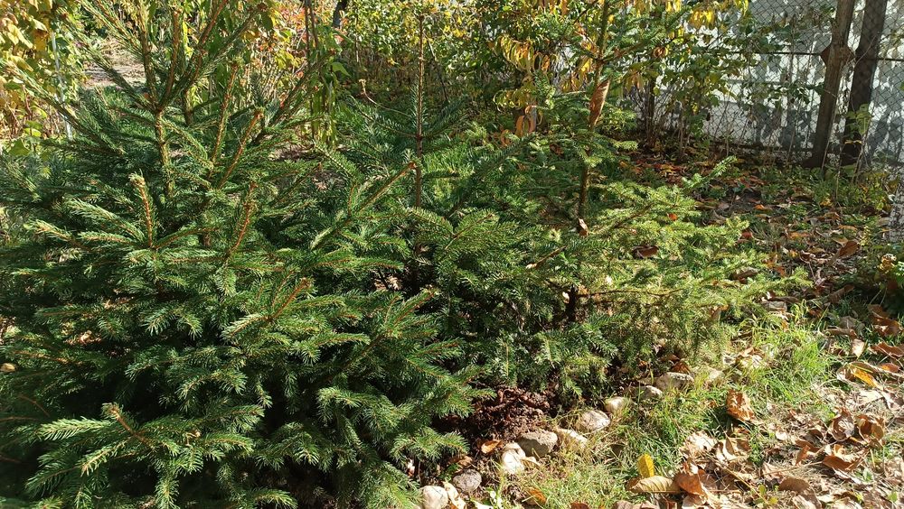 Vand Braduti naturali