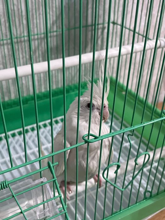 Попугай Птица Корелла