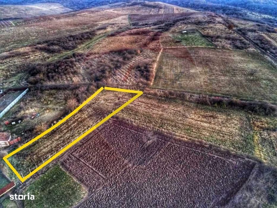 Teren de 1,200 mp cu potențial în Covăsânț, strada Liliacului