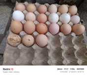 Продавам оплодени яйца от кокошки