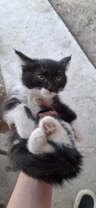 Отдам даром котят