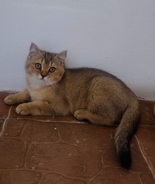 British shorthair cu pedigree golden si silver