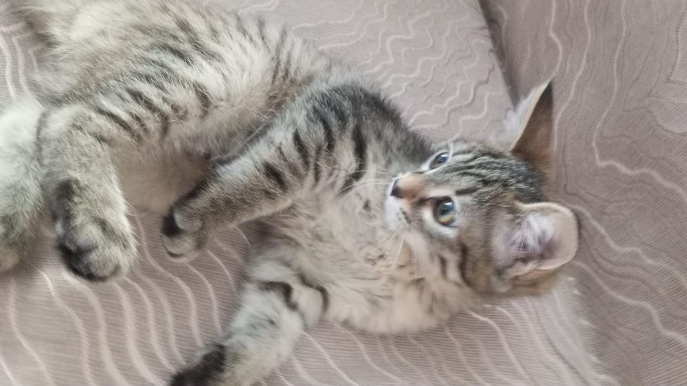 Подарю  котёнка почти 2.5 месяцев