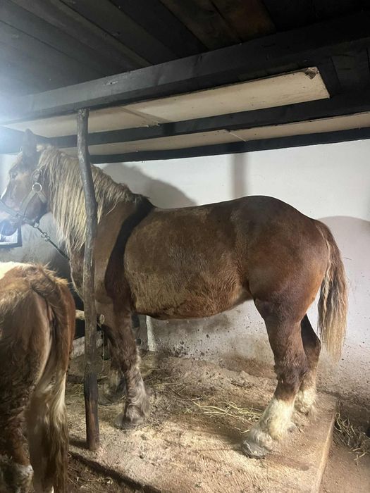 Vând iapa  semi grea