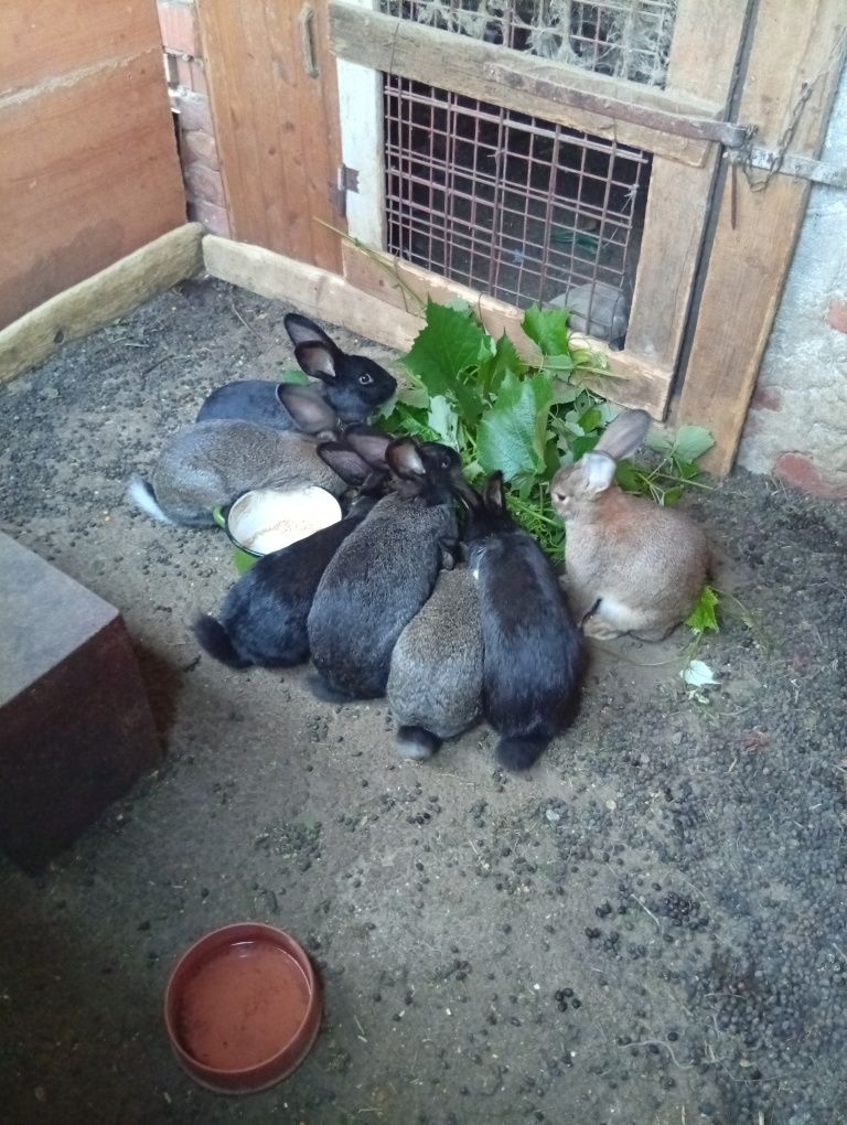 Iepuri de vanzare