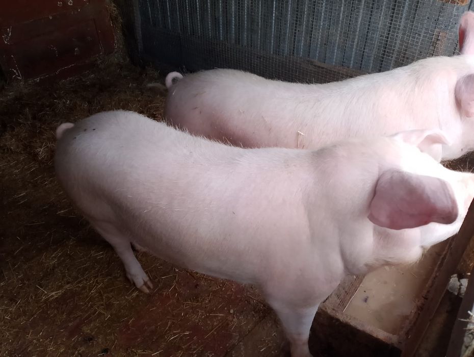 Продам живыми на мясо ,для тех кто ценит своё здоровье,натуральное.