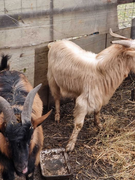 Vand 3 tapi doi de anul acesta si unul de 2 ani jumate