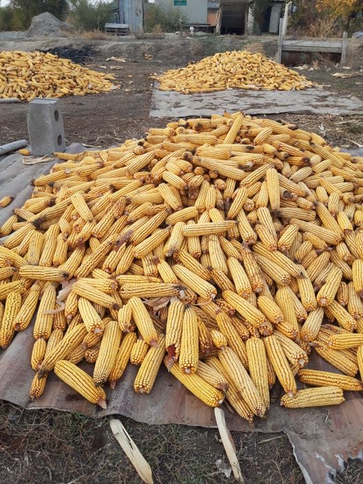Продаётся кукуруза...
