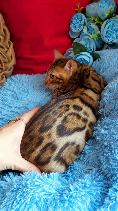 Яркие  БЕНГАЛЬСКИЕ котятки