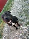 Donez mascul Amstaff