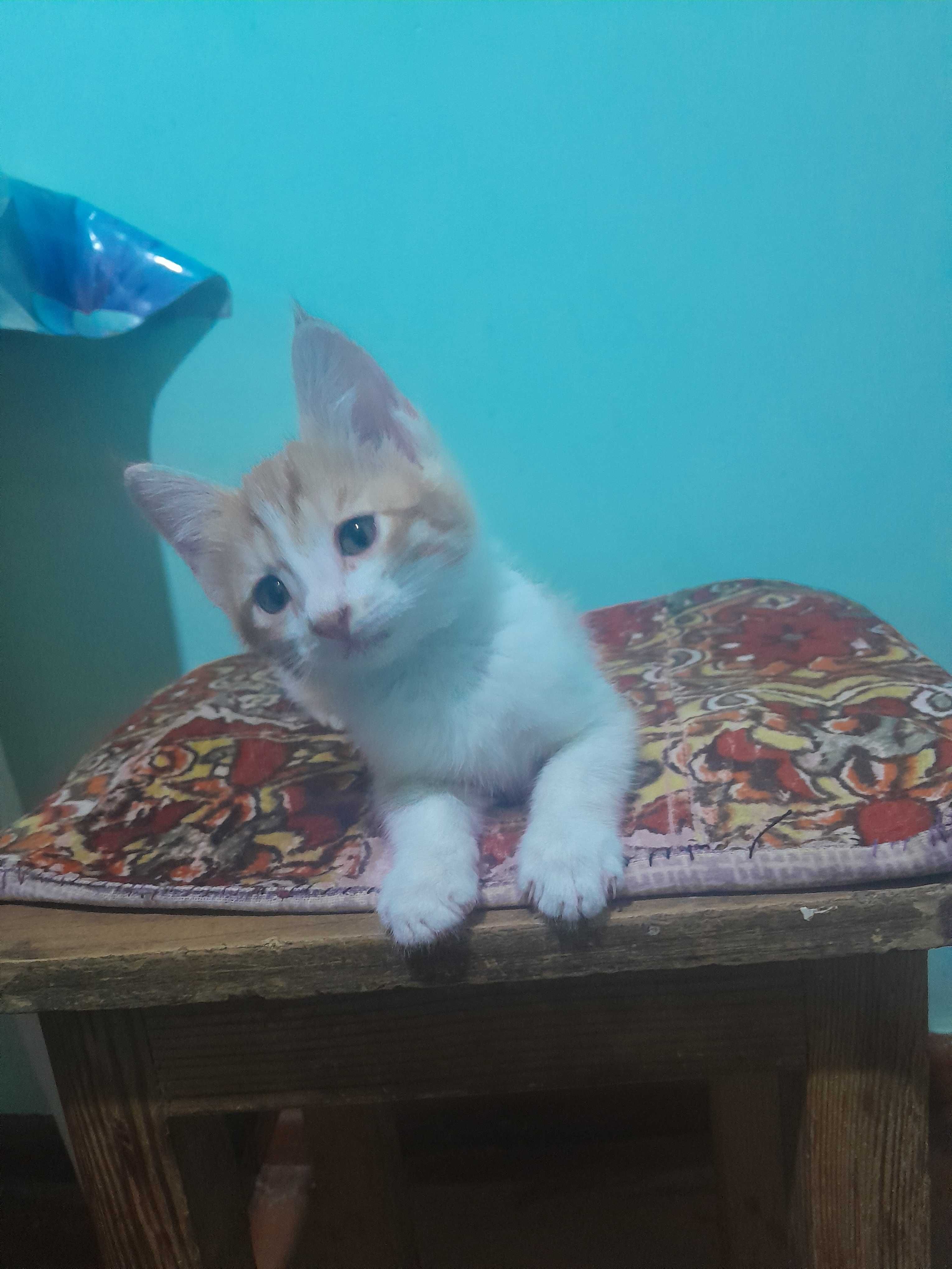Отдам котят в надежные и добрые руки