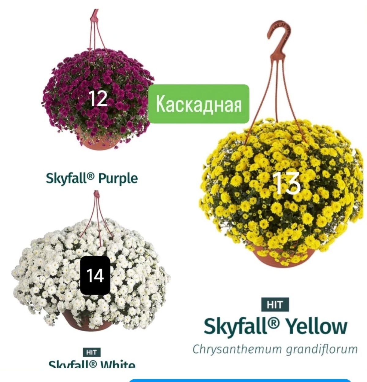 Хризантема мультифлора