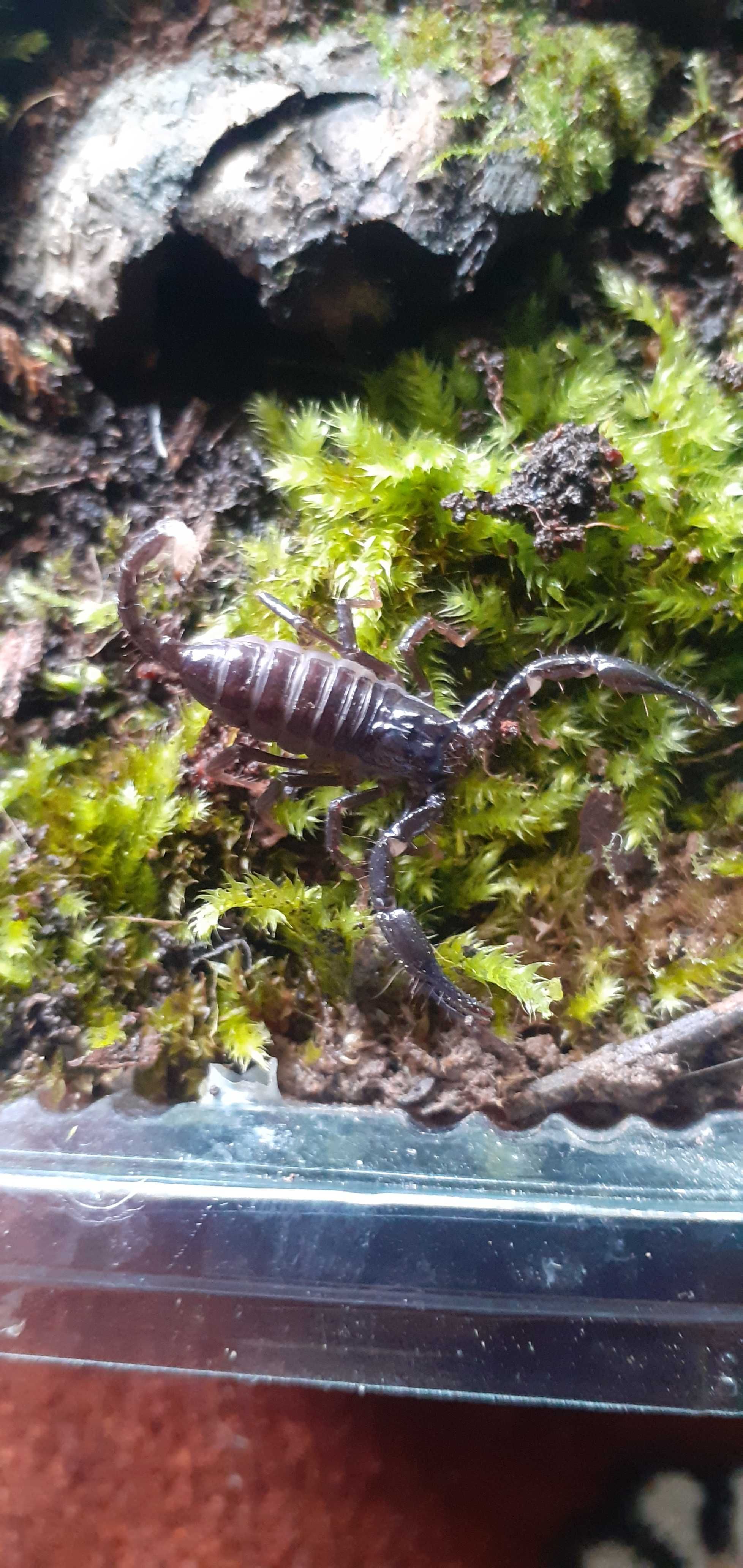 Pui de Heterometrus Spinifer Scorpion Asiatic