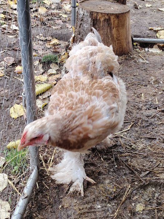 Брама сьомгова ярки+петел