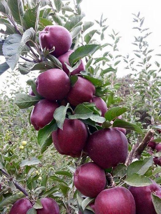 Pomi frucfiferi columnari