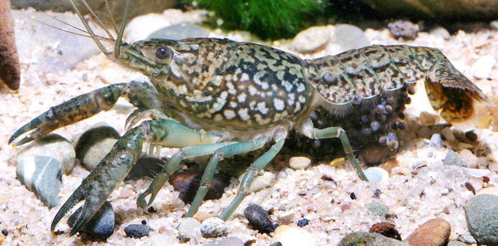 продам - мраморный  рак.