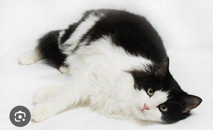 Persetskiy mushuk sotiladi