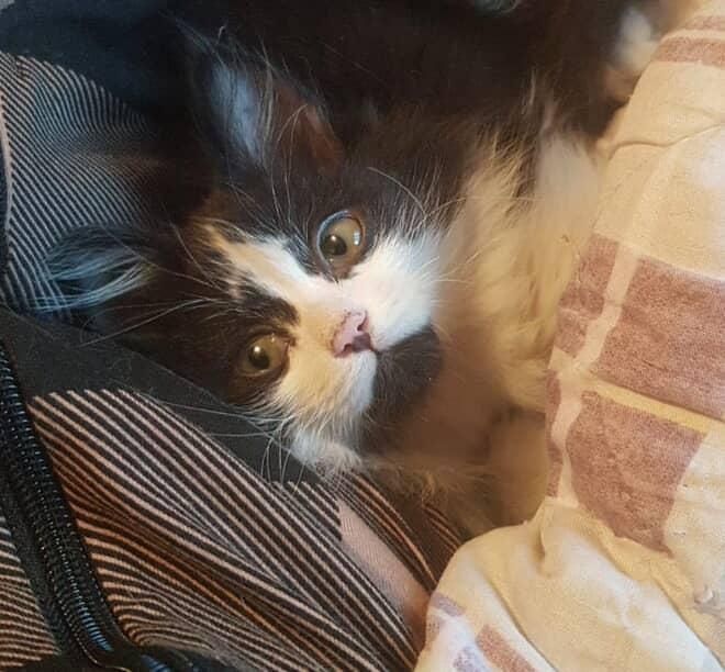 Ищет дом чудесный котёнок-девочка