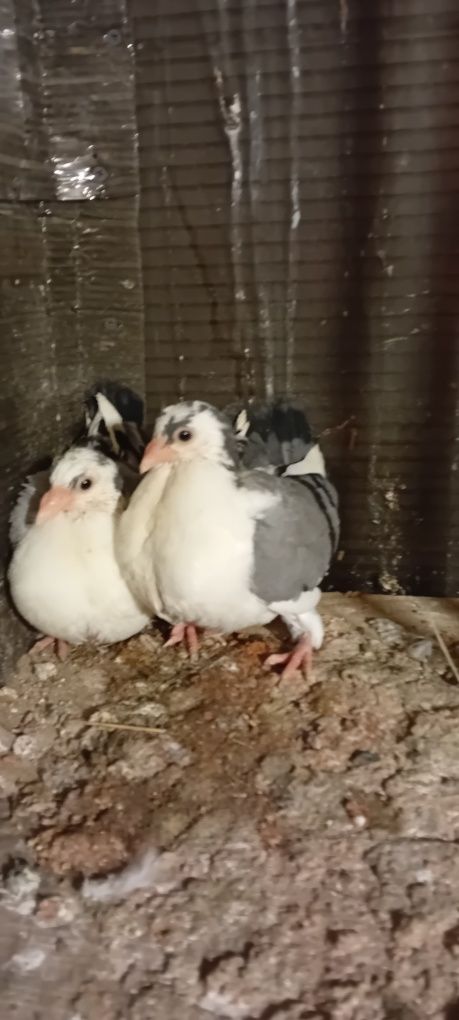 Porumbei jucători gălățeni / schimb și cu alte rase
