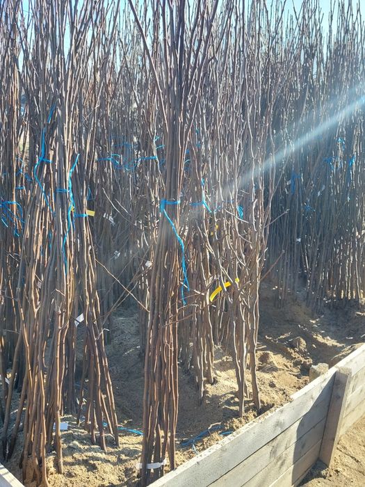 Pomi altoiti si vita de vie