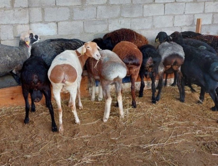 Семиз койлар токтылар бар