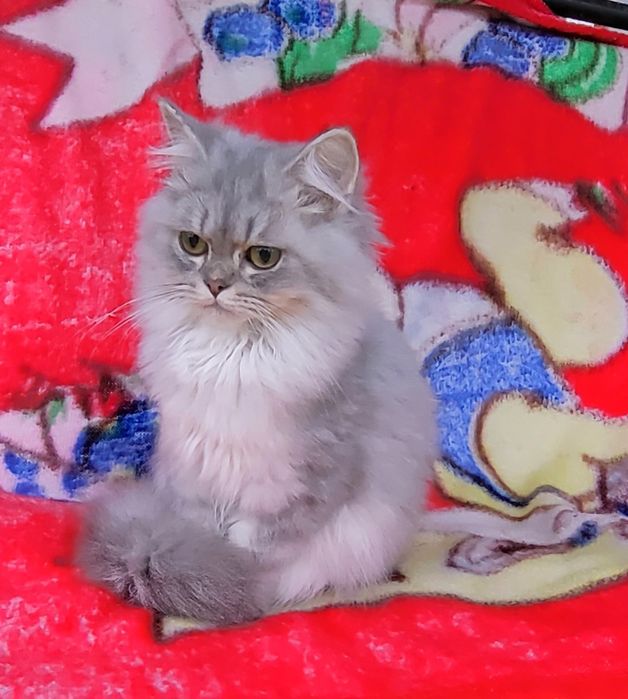 British longhair