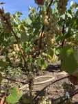 Vand struguri blanc