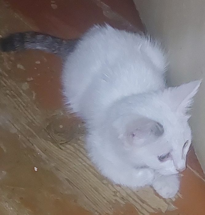 Бесплатно котята