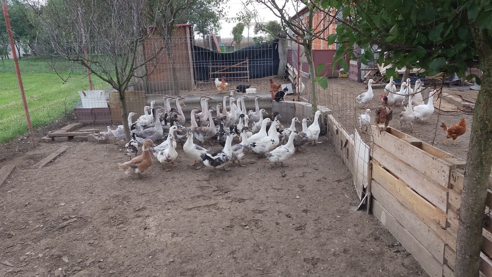 Vând rate macaitoare și gâște americane și albe țăranesti