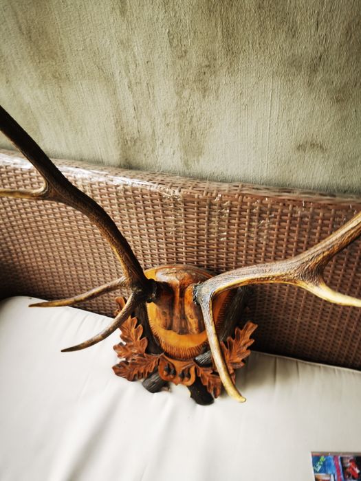 Trofeu Coarne Cerb Carpatin