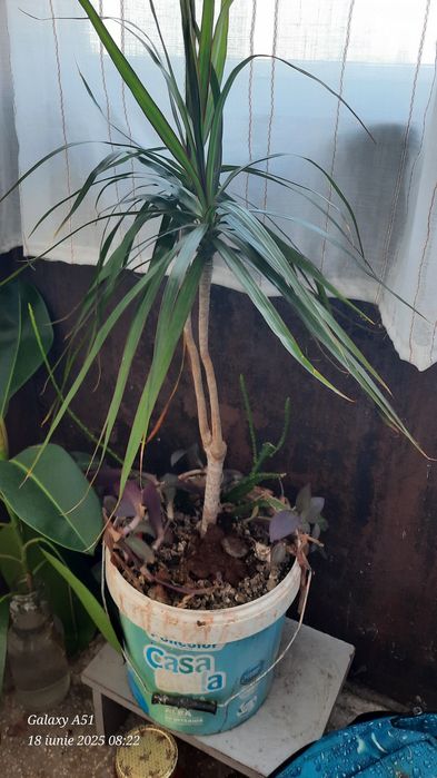 Planta de interior Dracena