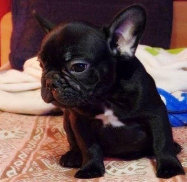 Bulldog francez mascul negru+
