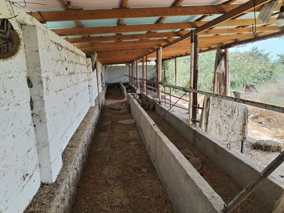 Участка сотилади 12 сотик