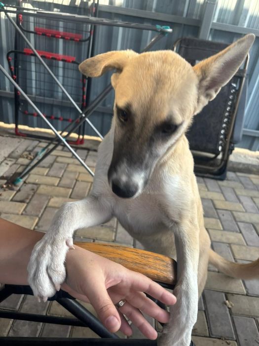 Двортерьер ищет дом