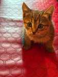 кошка смешана с шотландцем