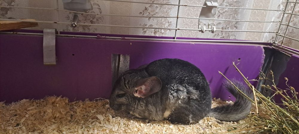 Sinsila (chinchilla)