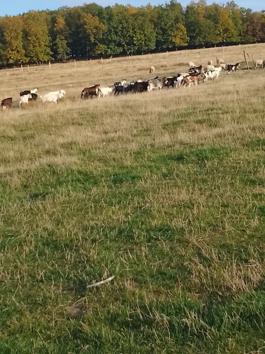 Vînd capre  bune de lapte